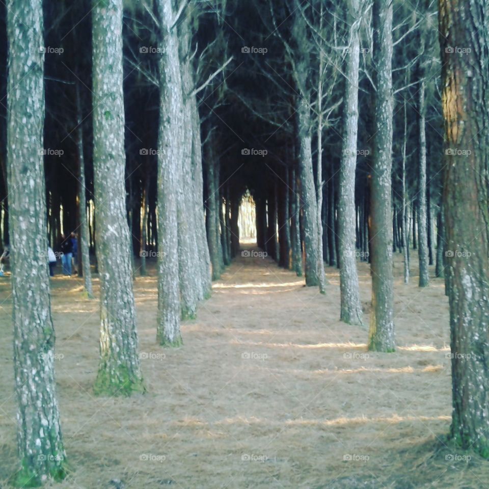 floresta, Pinheiro