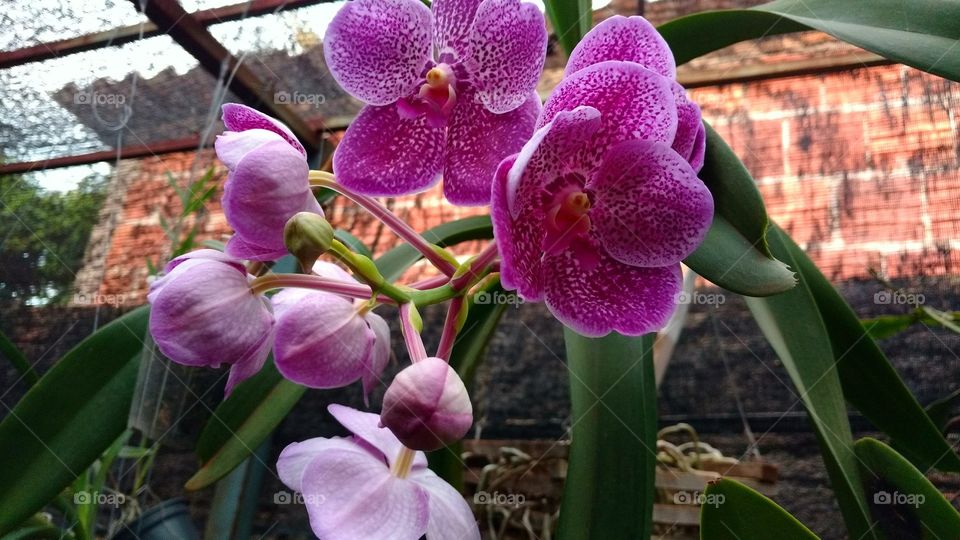 Flores de orquídeas Vanda.