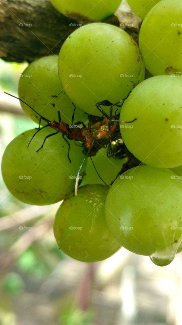 uvas e insetos