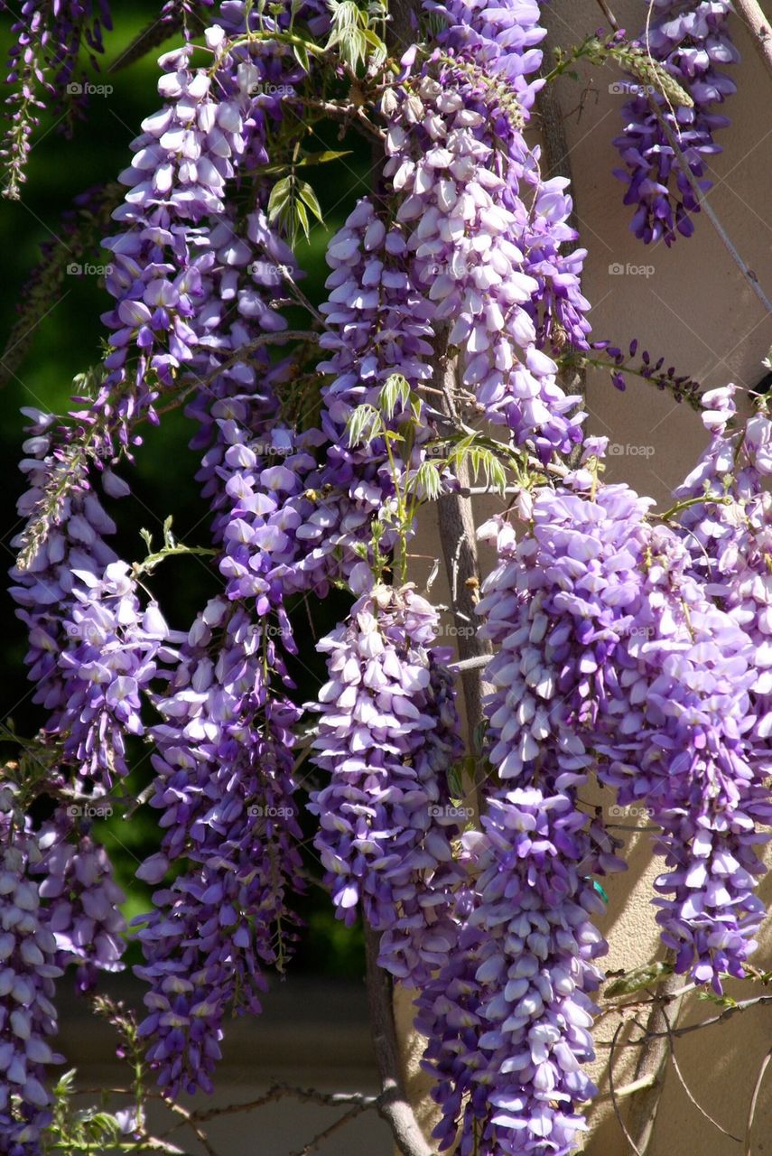 Purple Wisteria