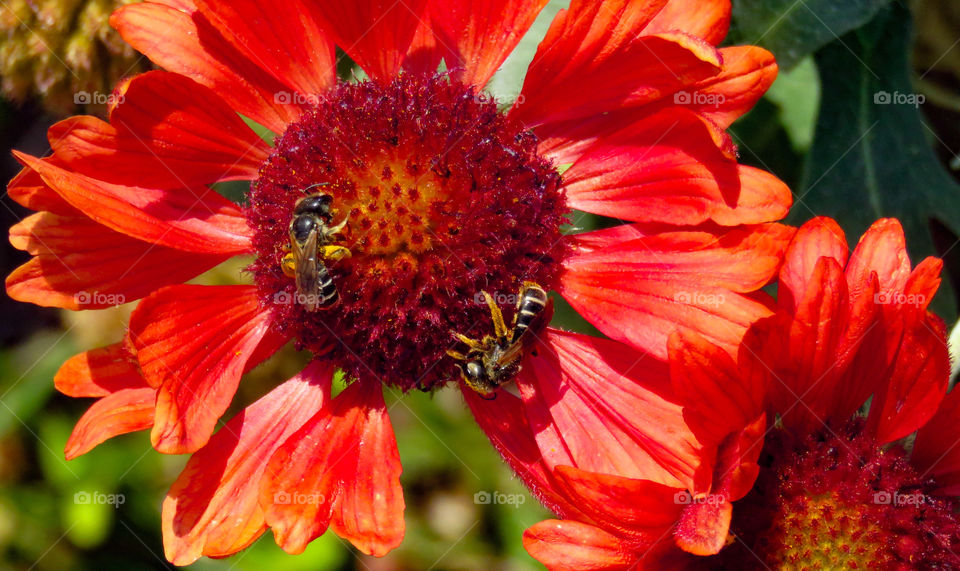 Two bees pollinating flower