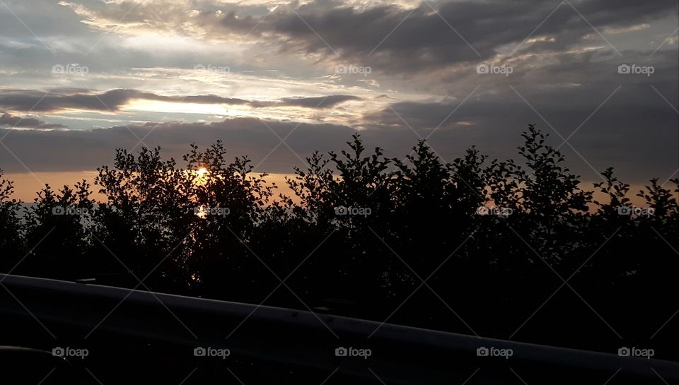 sunset through trees