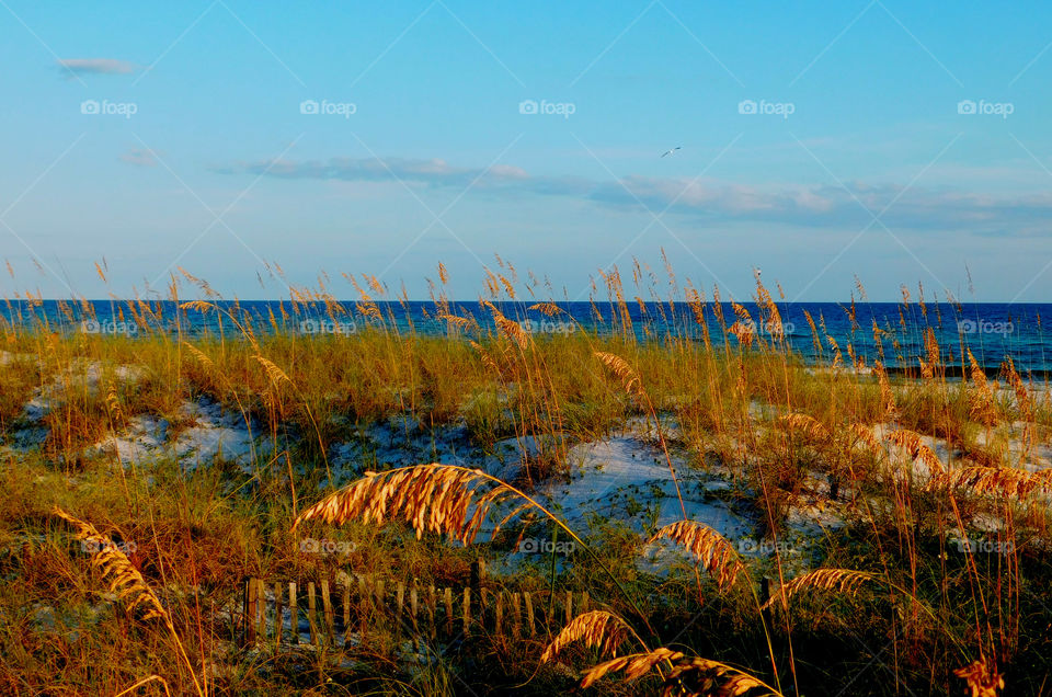 Reed grass near the sea