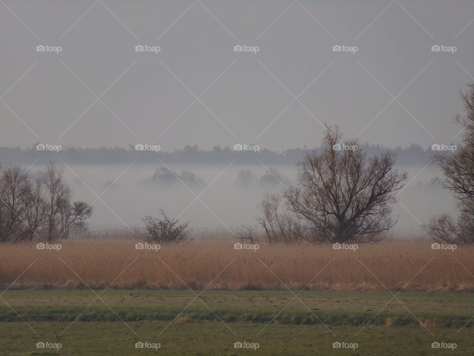 Wald, verhüllt im Nebel