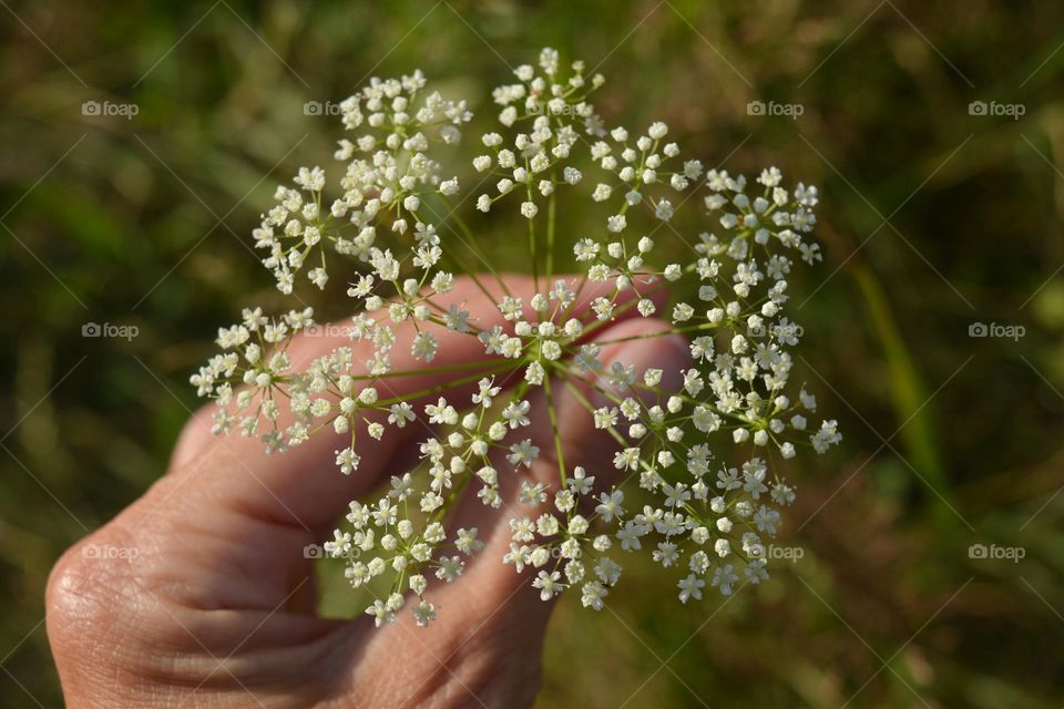 flowers and female hand love earth