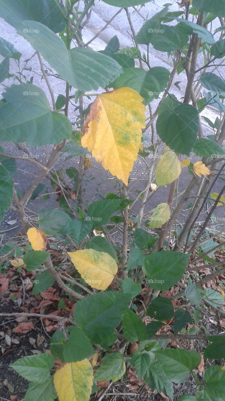 Yellow Leaves. Fall is here.