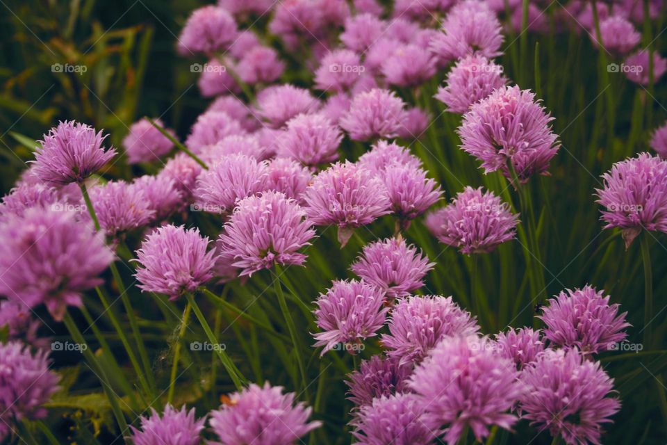 Breathe in the fragrance of flowers