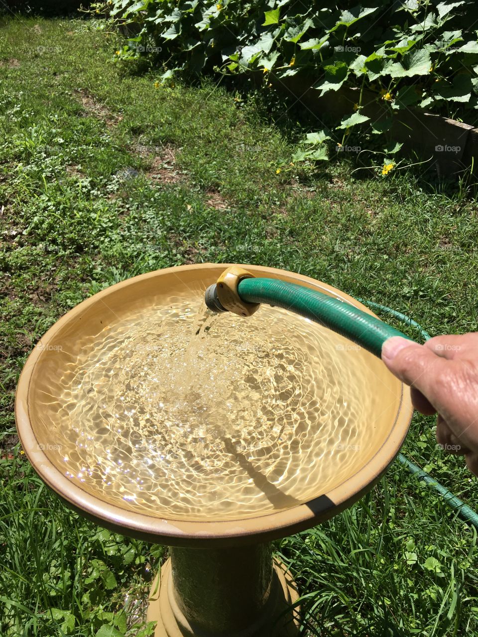 Filling birdbath in vegetable garden with hose!