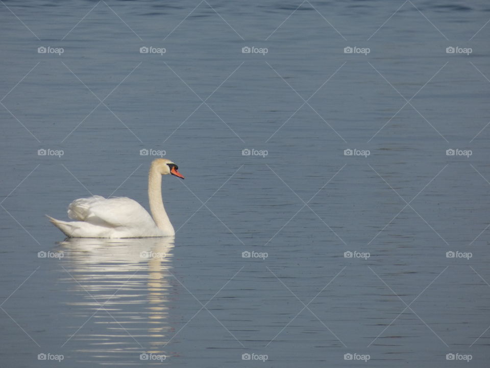 swan