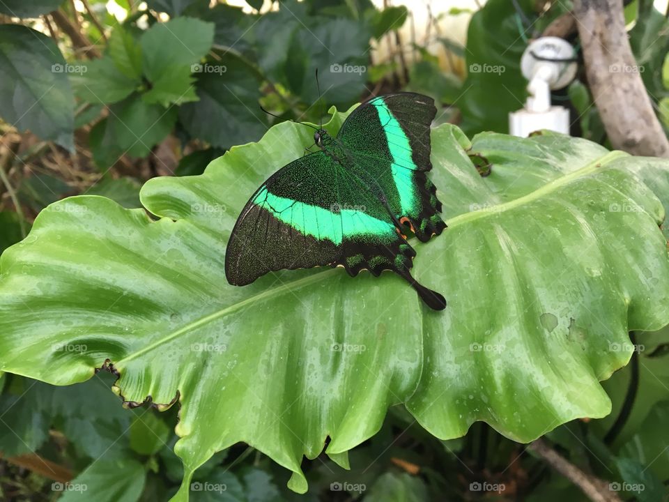 Butterfly green 