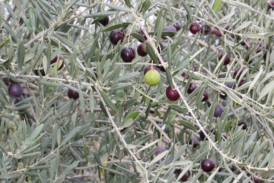 wild olives