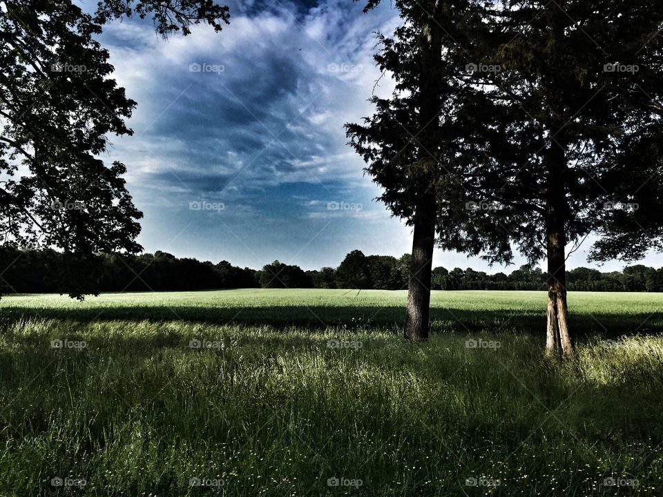 Battlefield Shade. Beautiful shade covering a green battlefield in Fredericksburg.