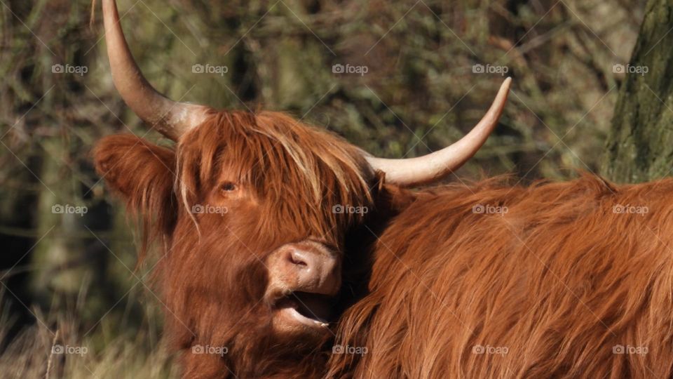 A close up of a highland cow