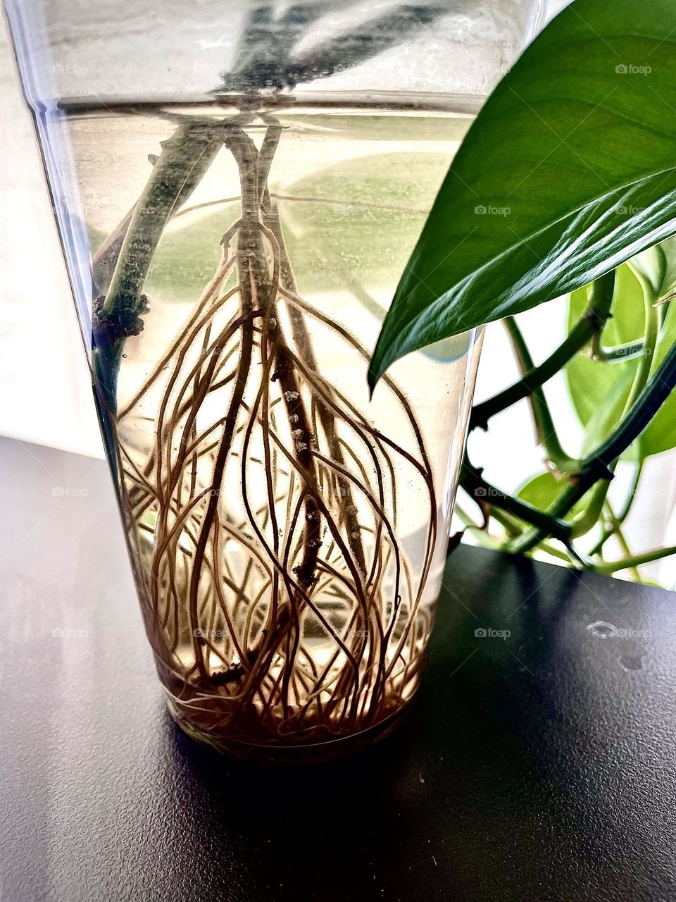 Plant roots before putting in soil, its doing so well in water, I am hoping I don’t kill it by putting it in soil, taken with my iPhone 12