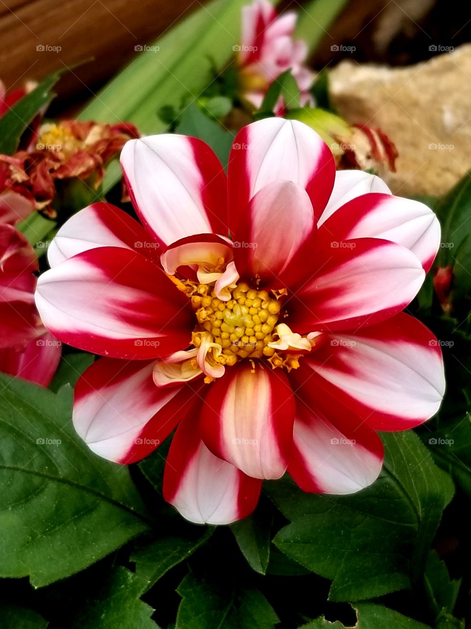 Beautiful red and white flower