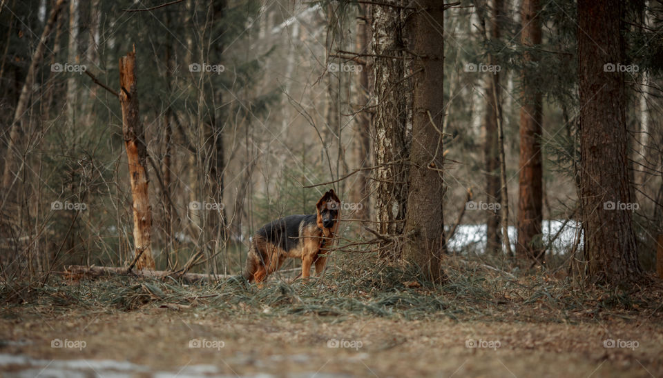 German shepherd 8-th months puppy in a spring forest