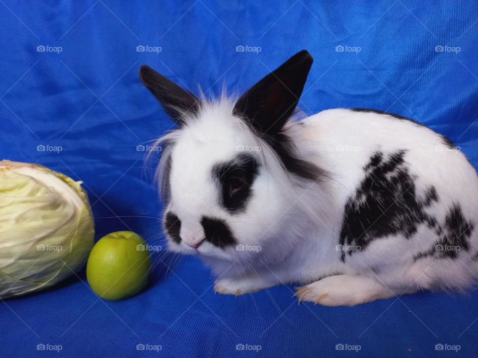 my pet-decorative rabbit.