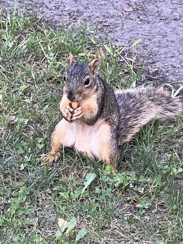Squirrel 