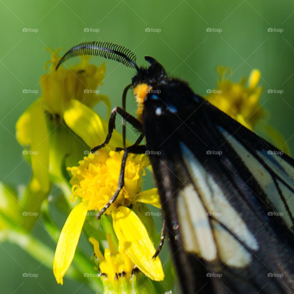 butterfly antennae with yellow flowers