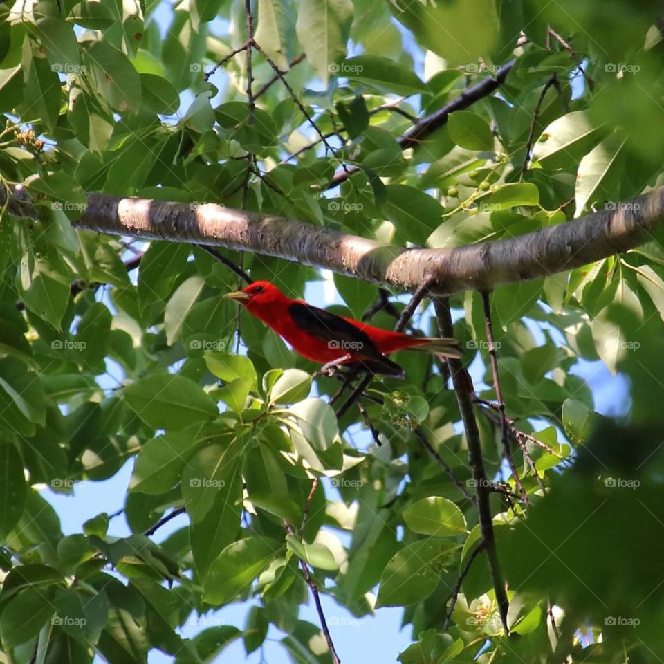 Scarlet tanager