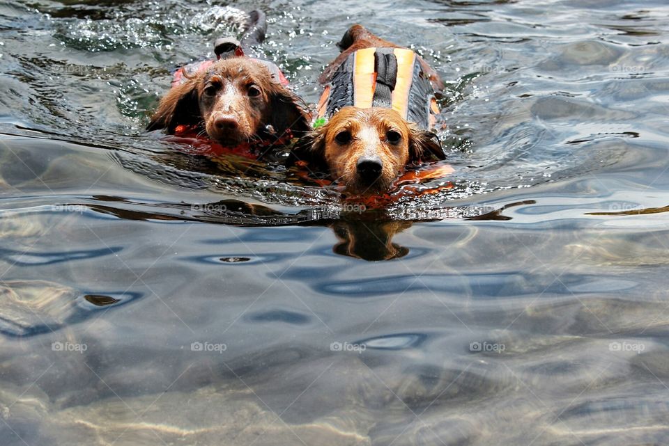 doggie paddle