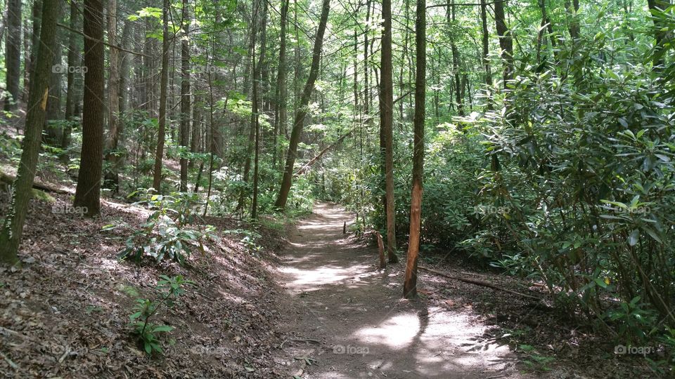 Raven Cliffs Fall trail,  Helen, North Georgia