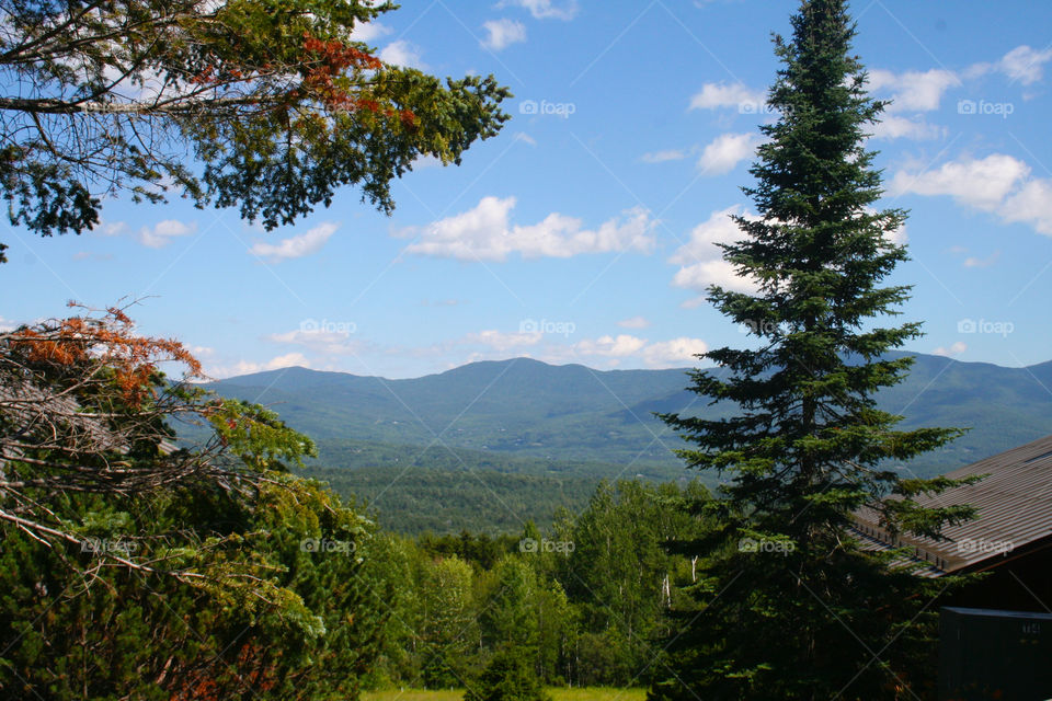 Tree, No Person, Landscape, Outdoors, Nature