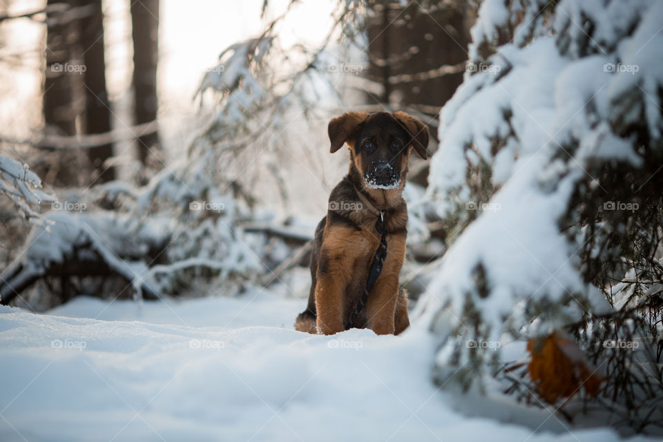 Red cute german shepard 3-th months puppy portrait at snow at the winter