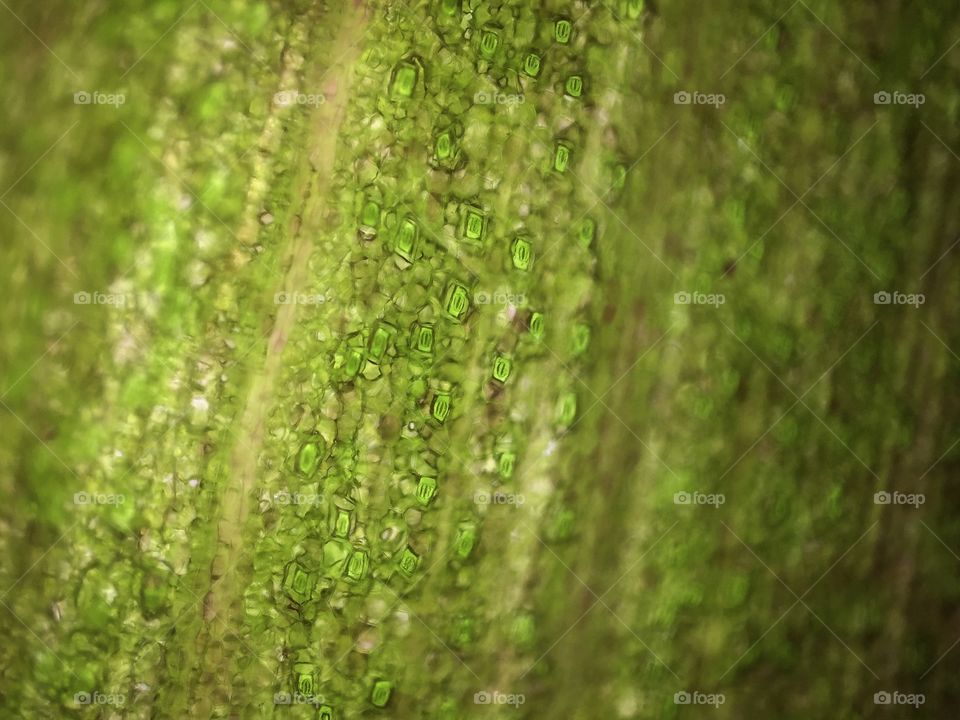 Leaf cell structure by microscope lens kit with smarth phone