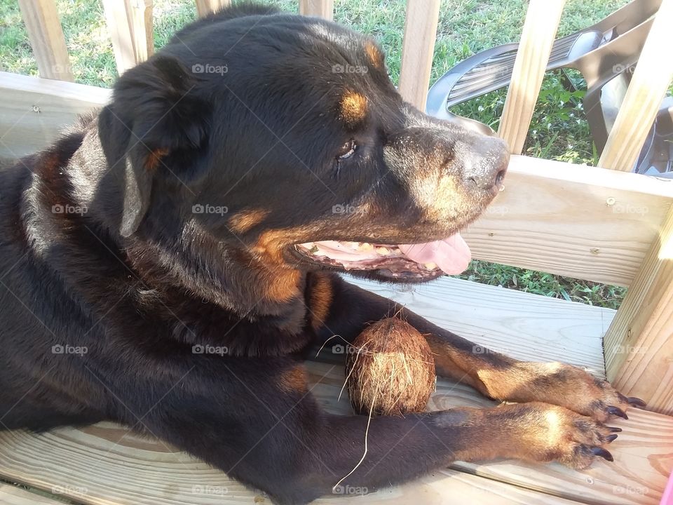 Old friend. his name is crash. 12 year old ritwoler. Known him since he was 1 year old.