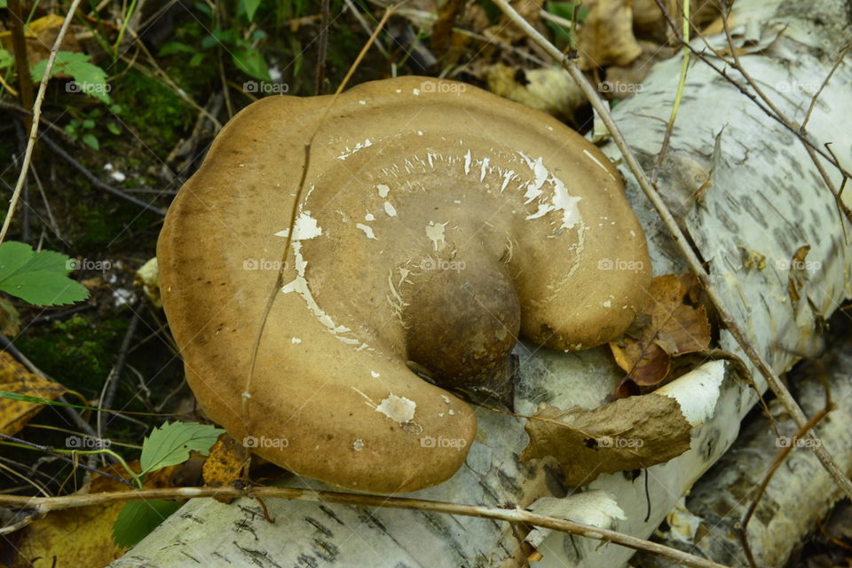 Wild mushroom. Killarney trail. Ontario Canada