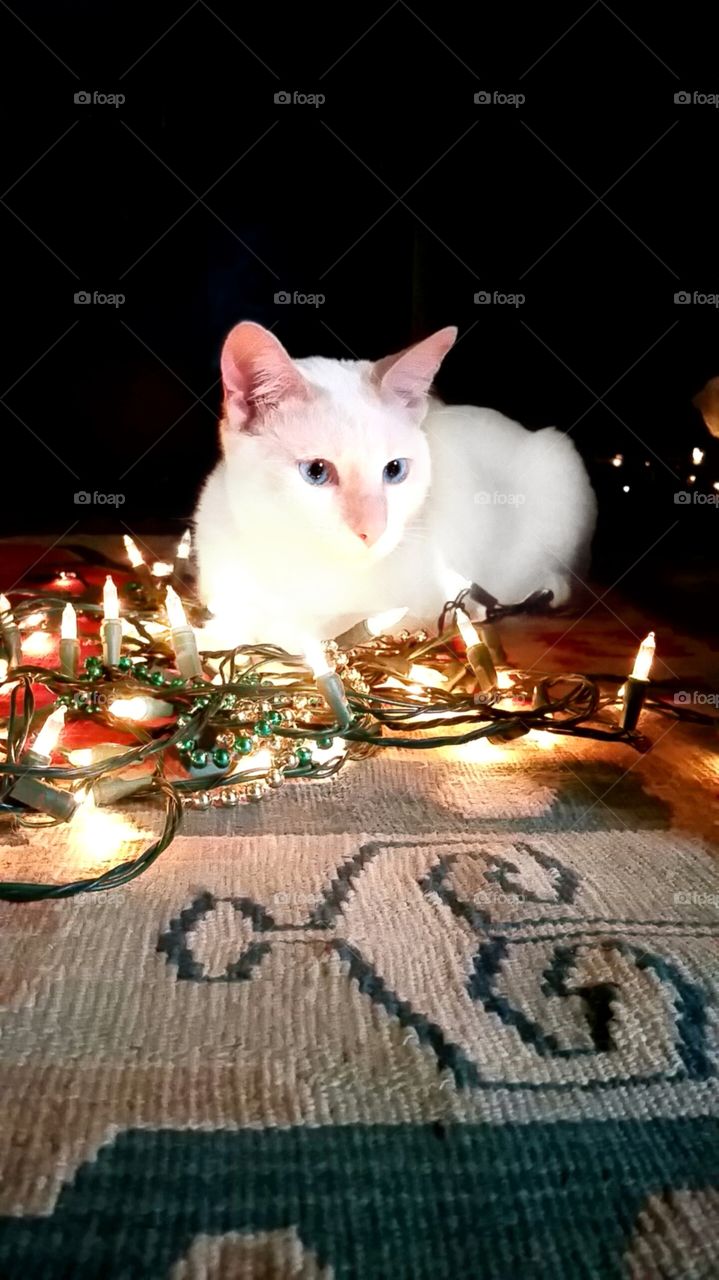 cat playing on floor with Christmas lights