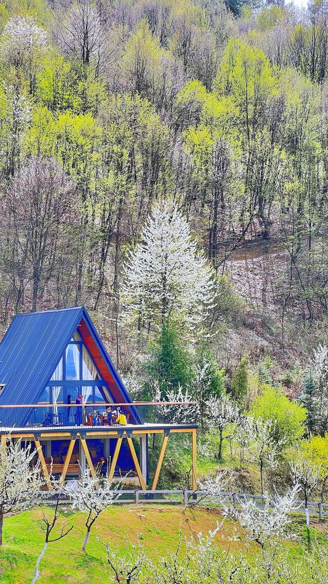 Forest house