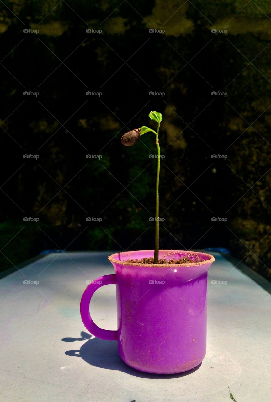 New born in a little cup, cup of plant😉