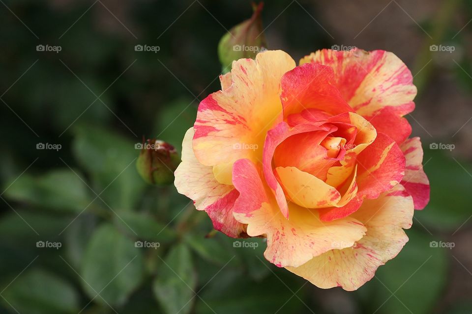 Beautiful Multi-color Rose. Rose Garden at Leu Gardens