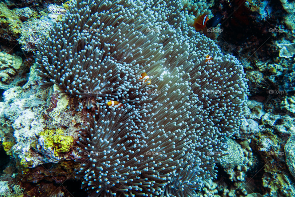 Clown fish hiding in Anemone 