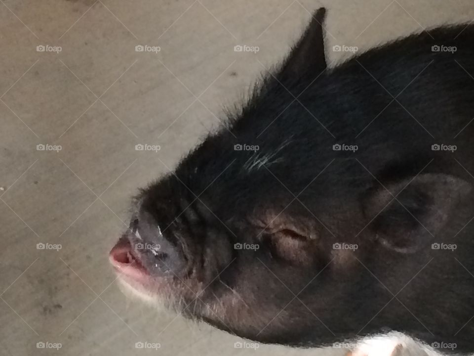 Piggy blowing kisses