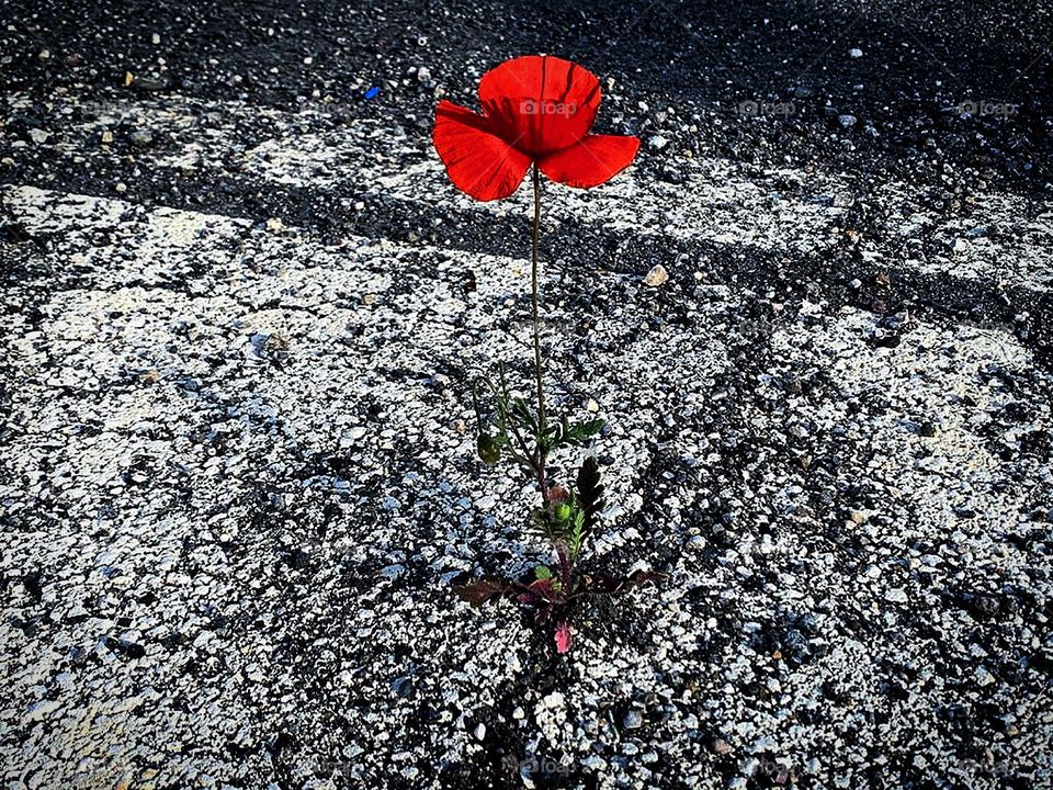 Human and nature. A red poppy has grown in a crack in a highway road. Close-up