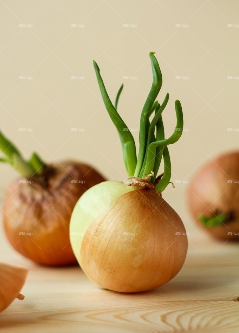 Sprouted juicy onions on the table