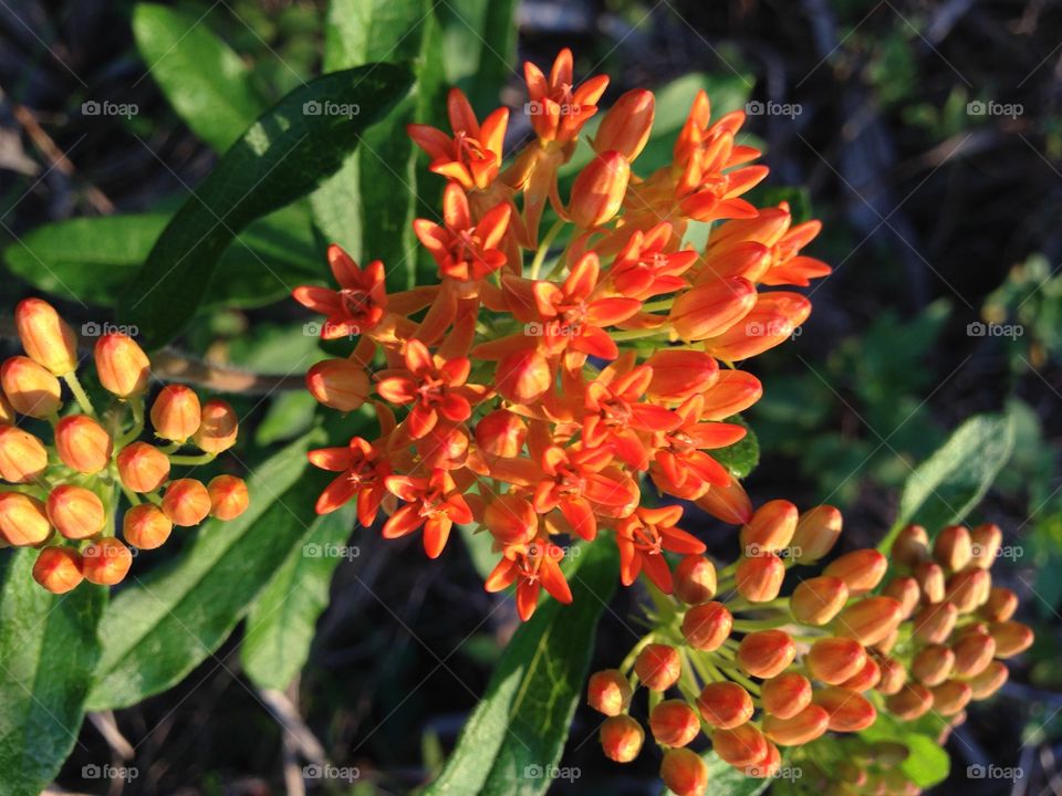 Orange butterfly weed.