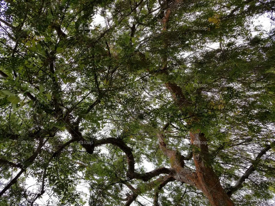 Branches and Leaves