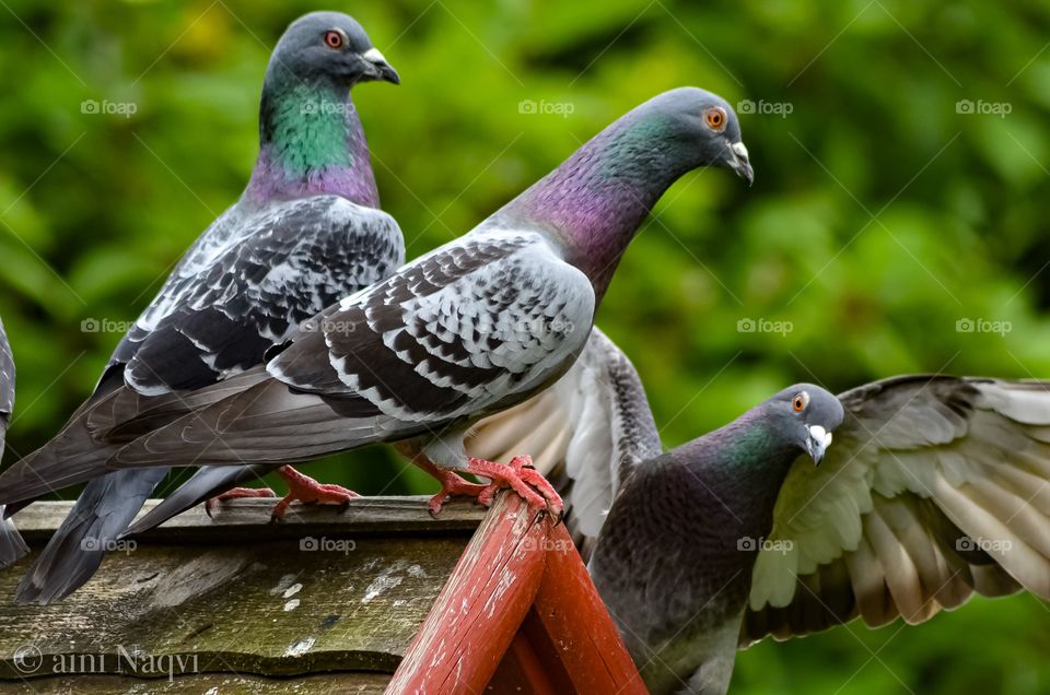 Beauty of nature wild pigeons 
