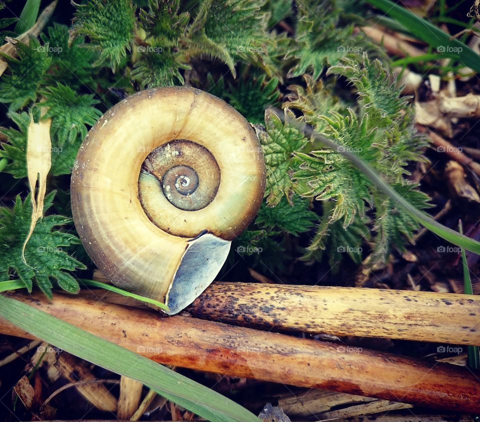 Ramshorn snail shell
