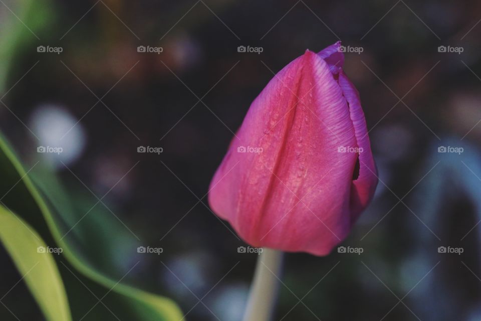 Pink tulip