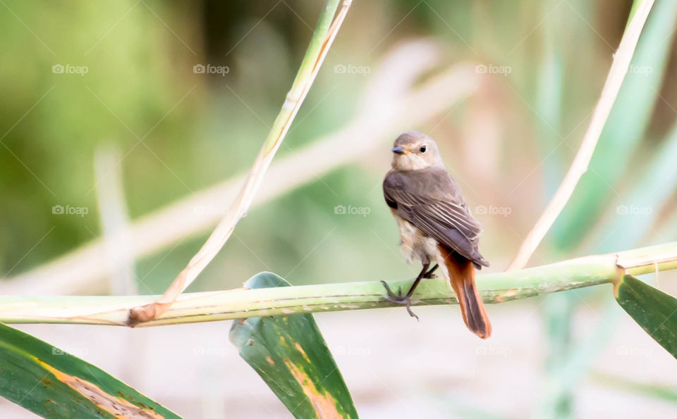 Common redstart (Phoenicurus phoenicurus)_Jahra_Kuwait