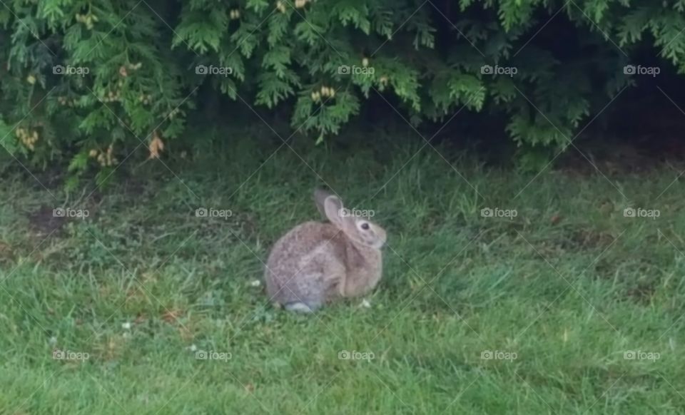 a wild bunny under some bushes