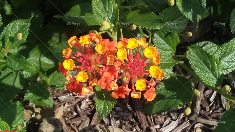 orange flora