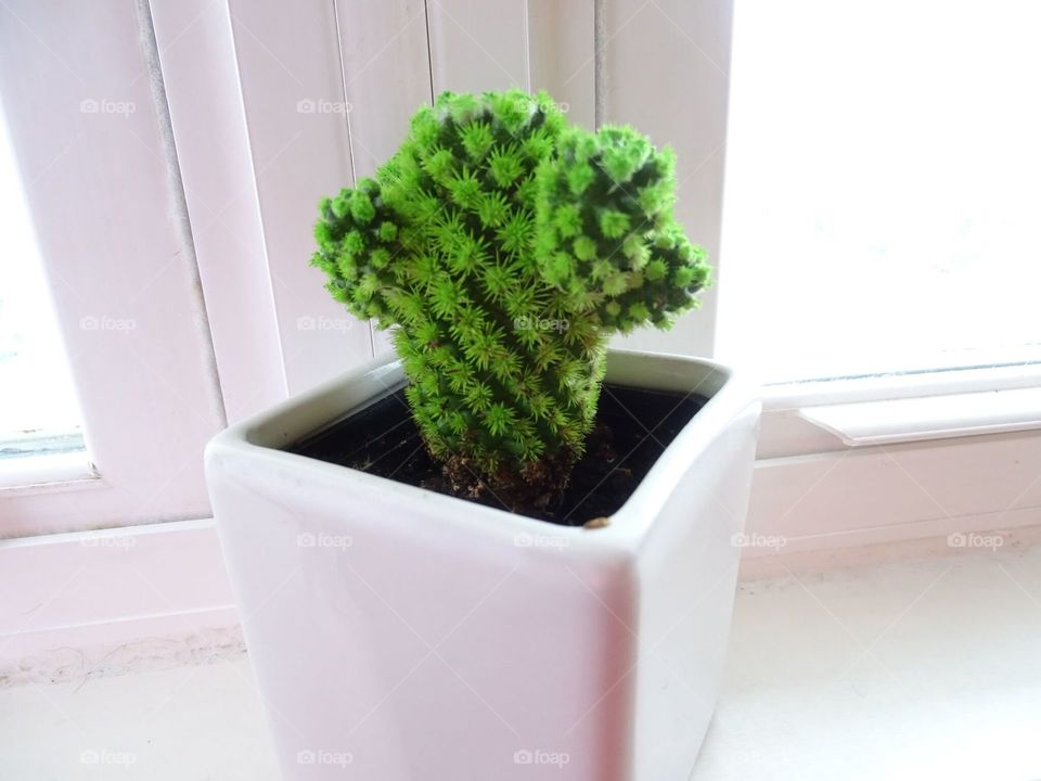 Green baby cactus 