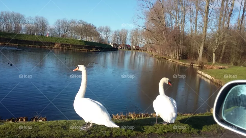 Two beautiful white swans