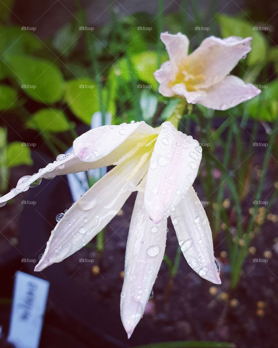 the beautiful rain lilly in Thailand